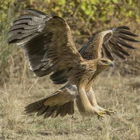 spanish imperial eagle | High Quality Animal Stock Photos ...