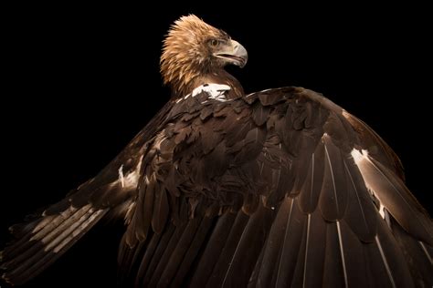 Spanish Imperial Eagle | RARE: Creatures of the Photo Ark ...