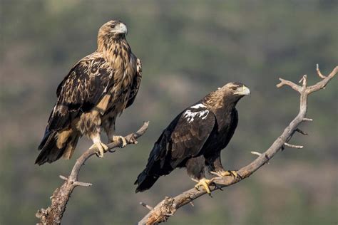 Spanish imperial eagle – Wildlife Photo Spain