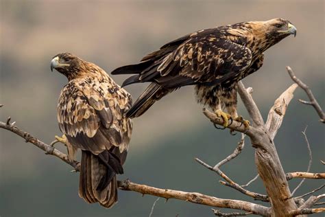 Spanish imperial eagle – Wildlife Photo Spain