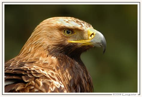 Spanish Imperial Eagle   Spaanse Keizerarend   Aquila ...