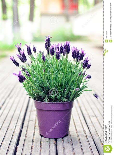 Spanish lavender plant stock image. Image of wood ...