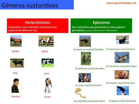 Spanish Skype Lessons | Género de sustantivos: caballo ...