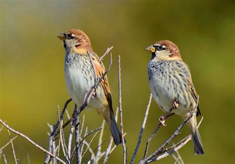Spanish Sparrow  Passer hispaniolensis . Birds of Kazakhstan.