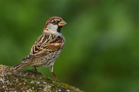 Spanish Sparrow  Passer hispaniolensis  | Wild birds ...