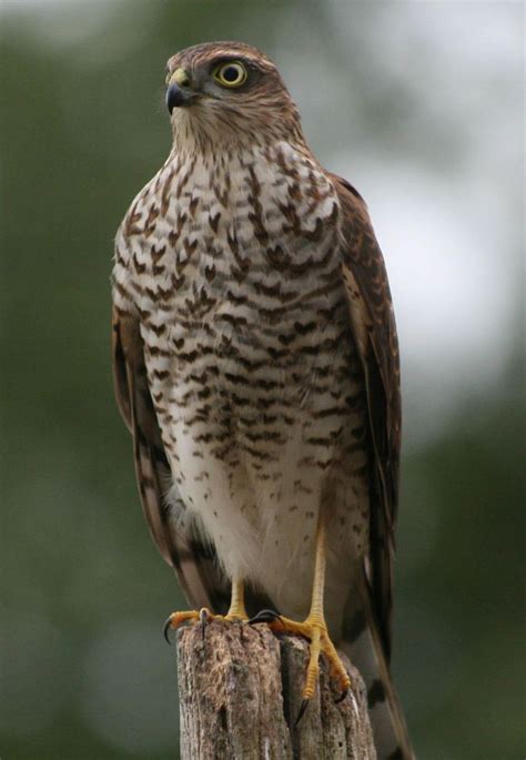 sparrow hawk bird of prey | Hawk bird, Birds of prey, Birds
