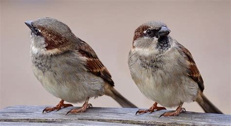 Sparrows Two Birds · Free photo on Pixabay
