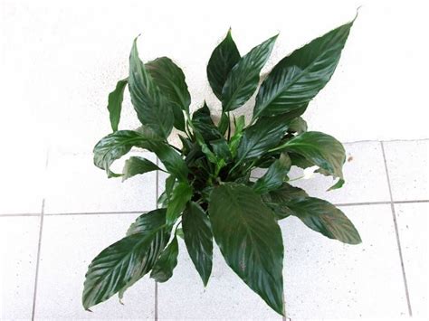 Spathiphyllum, la planta que más oxígeno produce