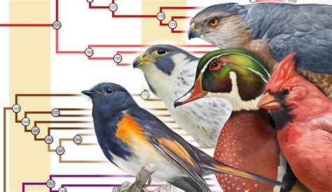 Species New to Science: [Ornithology / Evolution • 2015] A ...