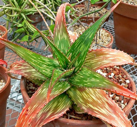 Species Spotlight   Aloe Plant Care | The Succulent Eclectic