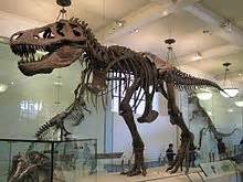 Specimens of Tyrannosaurus   Wikipedia