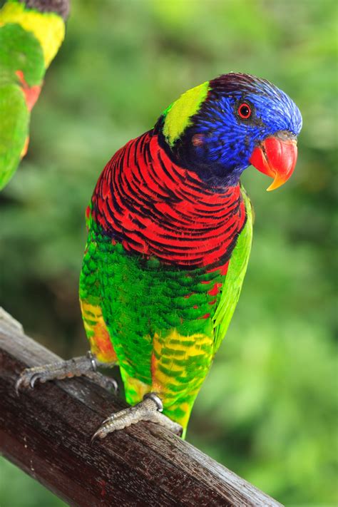 Spectacular #Rainbow #Lorikeet Parrot. | Pajaros y flores ...