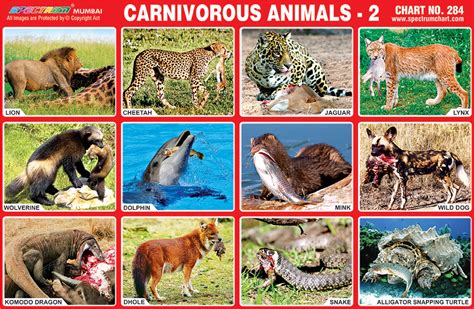 Spectrum Educational Charts: Chart 284   Carnivorous Animals 2
