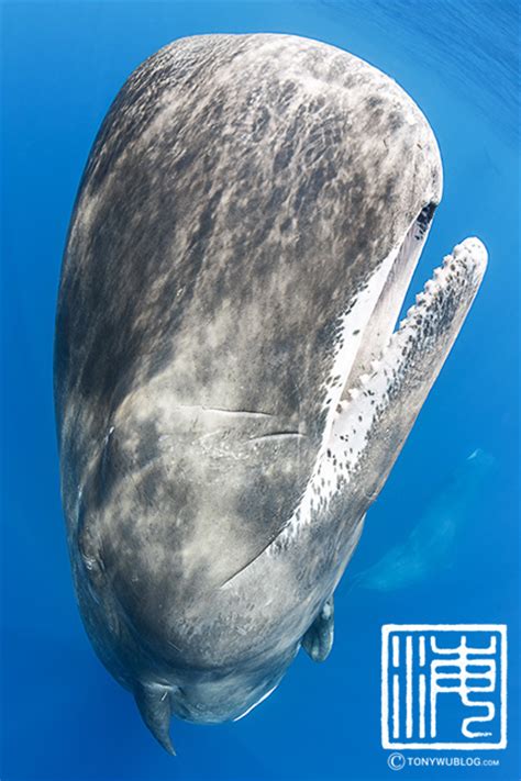 Sperm Whale | Close up Portrait of an Adult Female ...