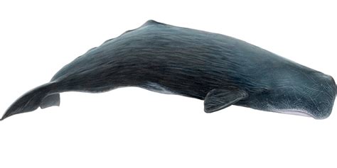 Sperm Whale | Gentle Giants Whale Watching – Húsavík, Iceland