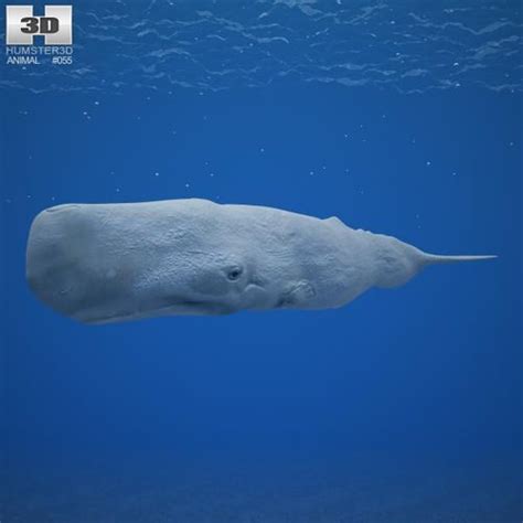 Sperm Whale Physeter Macrocephalus 3D Model Game ready ...