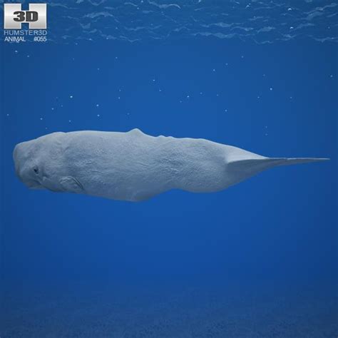 Sperm Whale  Physeter Macrocephalus  3D Model Game ready ...