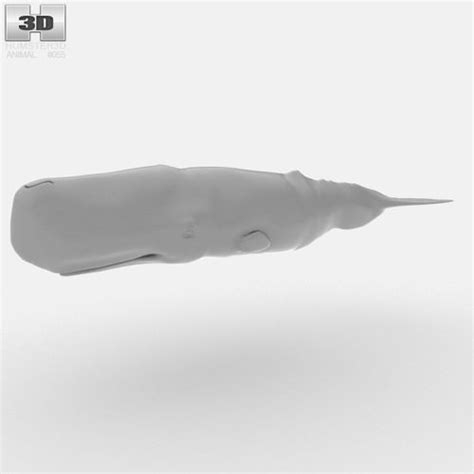 Sperm Whale Physeter Macrocephalus 3D Model Game ready ...