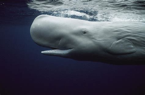 Sperm Whale Physeter Macrocephalus by Hiroya Minakuchi
