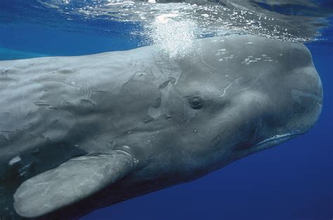 Sperm Whale Physeter Macrocephalus Photograph by Hiroya ...