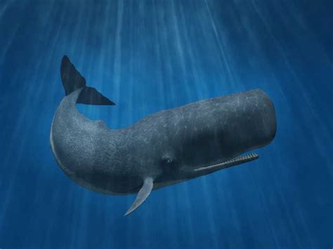 Sperm Whale  Physeter macrocephalus  | The Earth Times ...