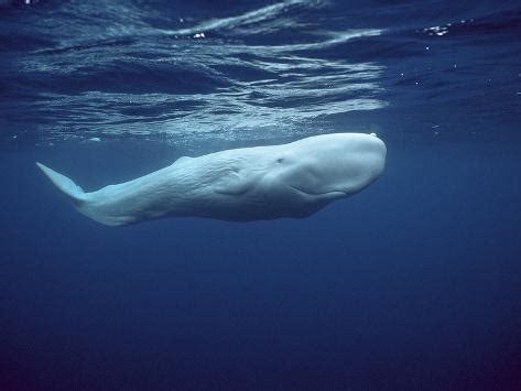 Sperm Whale  Physeter Macrocephalus  White Morph Near ...
