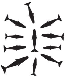 Sperm whale   Wikipedia