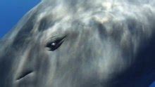 Sperm whale   Wikipedia