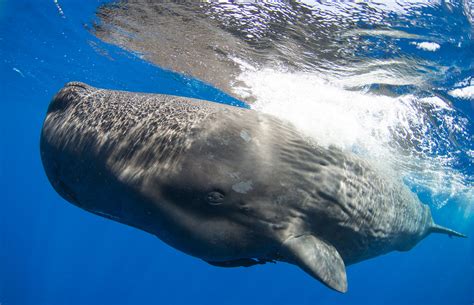 Sperm Whales: The biggest brain in the world