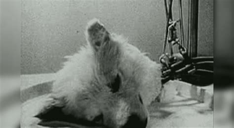 “Perro sin cabeza vuelve a la vida” : el terrorífico experimento del ...