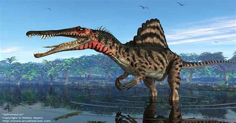 Spinosaurus aegyptiacus   El dinosaurio con cresta en el lomo