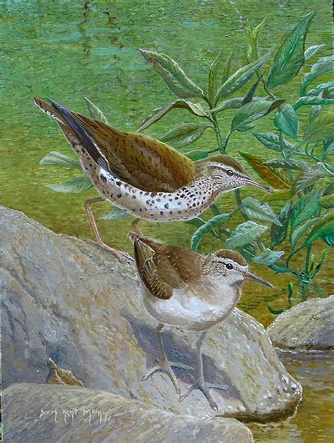Spotted Sandpiper  Actitis macularius : Barry Kent MacKay | Miles Hearn