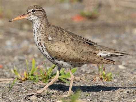 Spotted Sandpiper  Actitis macularius  | Idaho Fish and Game