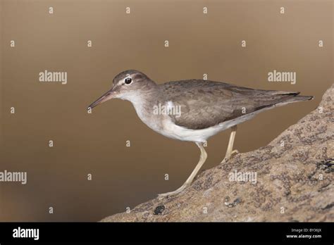 Spotted Sandpiper  Actitis macularius  in winter plumage hunting for ...