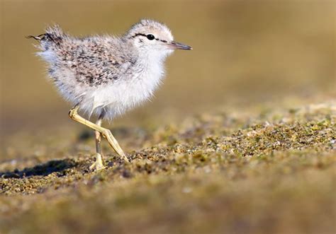 Spotted Sandpiper chick  Actitis macularius  | Brooks, AB It… | Flickr