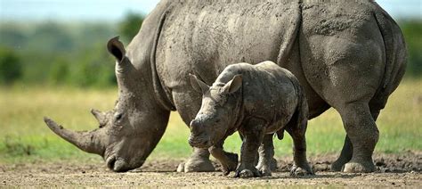Spy cam rhinos to take on poachers with devices hidden in ...