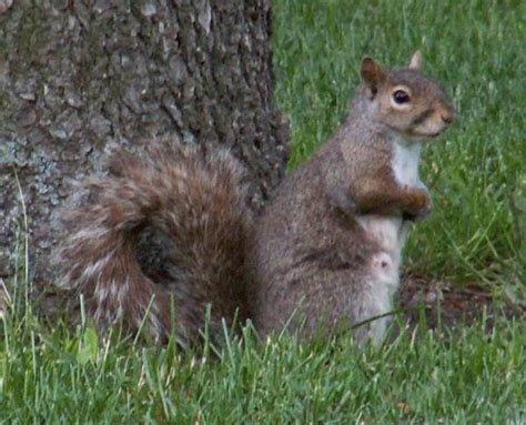 Squirrel Involved In Attempted Murder | Petslady.com