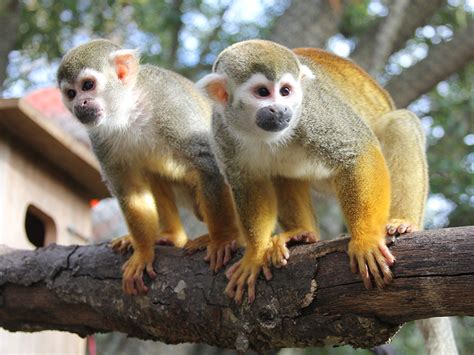 Squirrel Monkey | Alexandria Zoo