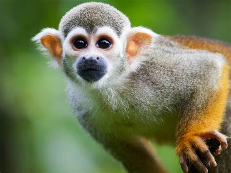 Squirrel Monkey Facts, History, Useful Information and ...