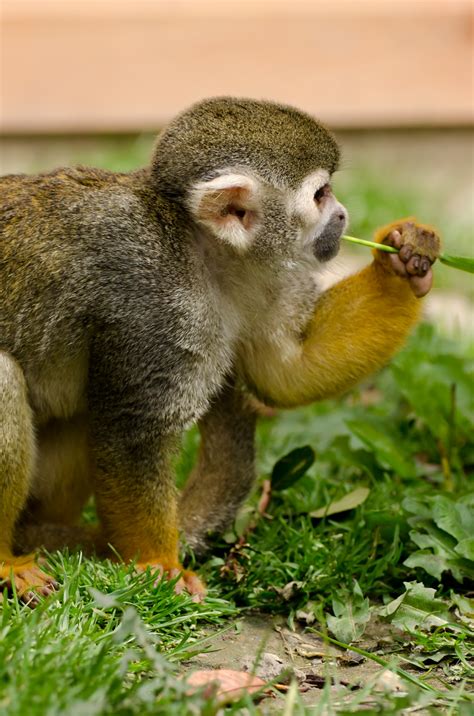 Squirrel Monkey Free Stock Photo   Public Domain Pictures