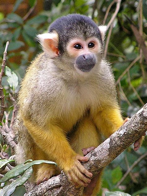 Squirrel Monkey Photograph by Phil Stone