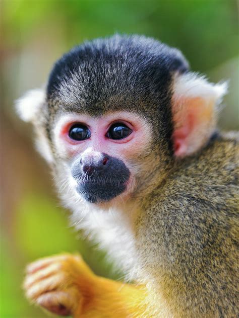 Squirrel Monkey Photograph by Picture By Tambako The Jaguar