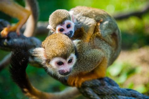 Squirrel Monkey • Fun Facts & Information For Kids