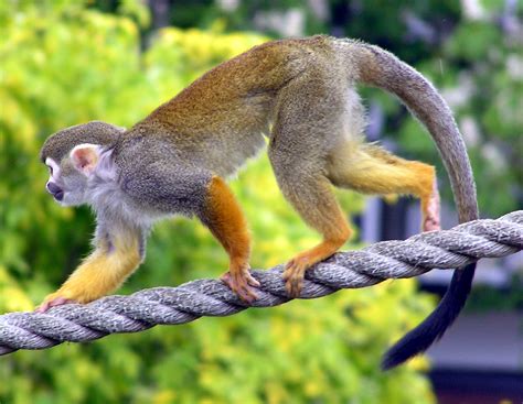 Squirrel Monkey | The Life of Animals