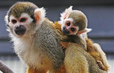 Squirrel Monkey | The Life of Animals
