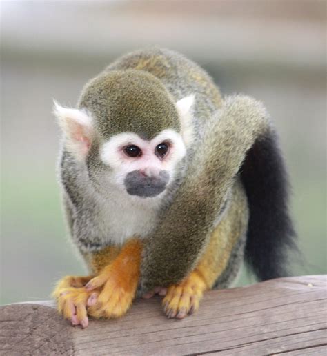 Squirrel monkey | Yorkshire Wildlife Park Fascinating ...