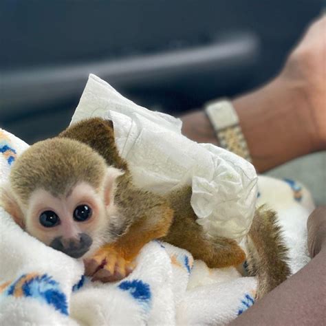 SQUIRREL MONKEYS FOR SALE, Exotic animals, for Sale, Price
