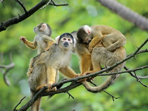 Squirrel Monkeys HD Wallpaper | Background Image | 2953x2215