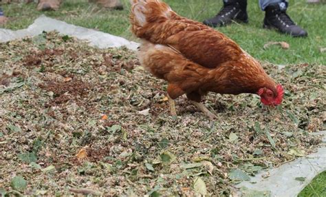 【ᐈ 】Concentrado casero para mejorar la alimentación de gallinas