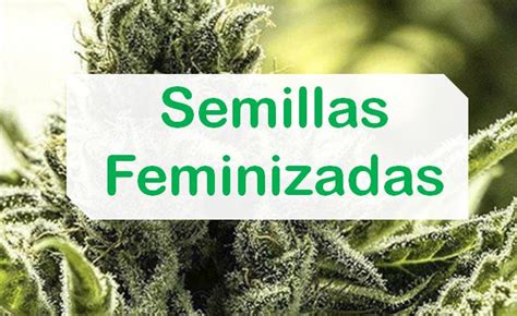 【Semillas de Marihuana Feminizadas】 • La wikipedia cannabica
